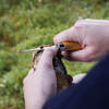 Woodcarving